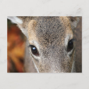 Deer Fawn Closeup Portrait Postcard