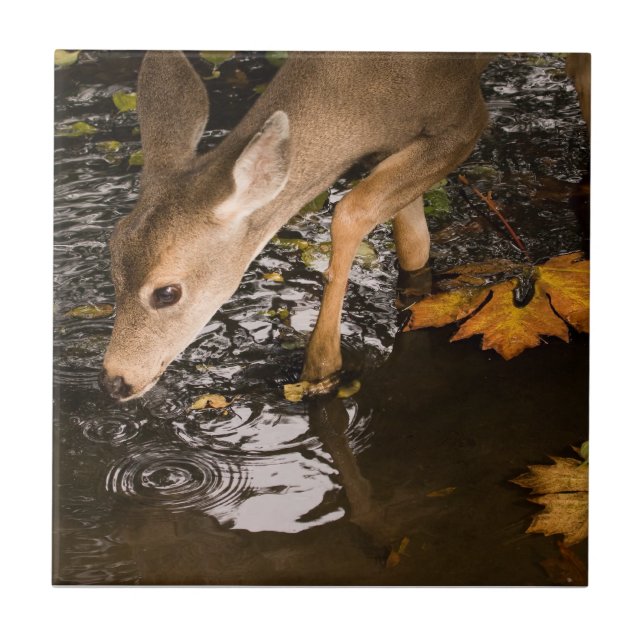 Deer Fawn in a Creek Tile (Front)
