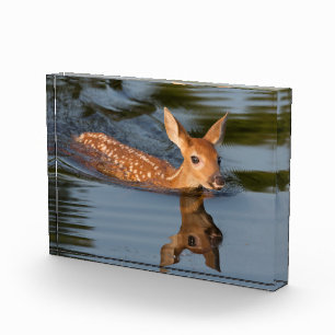 Deer Fawn   Minnesota Photo Block