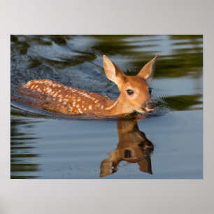 Deer Fawn   Minnesota Poster