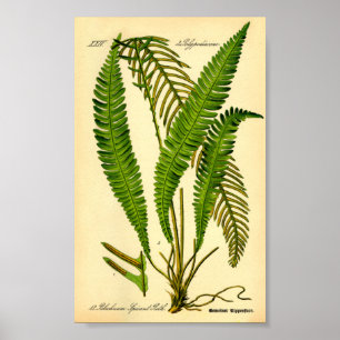 Deer Fern (Blechnum spicant)  Poster