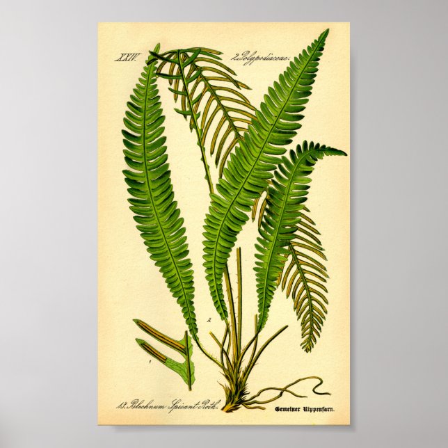 Deer Fern (Blechnum spicant)  Poster (Front)