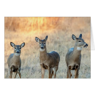 Deer in a field