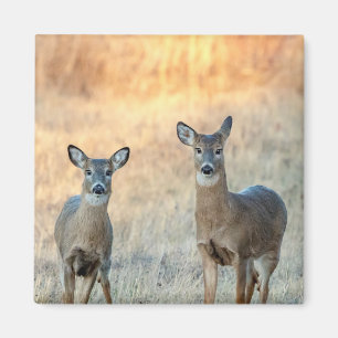 Deer in a field magnet