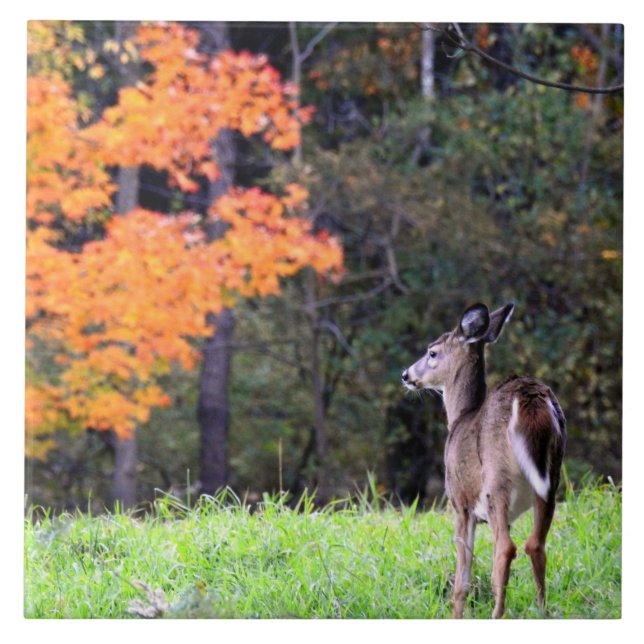 Deer in an Autumn Field II Tile (Front)