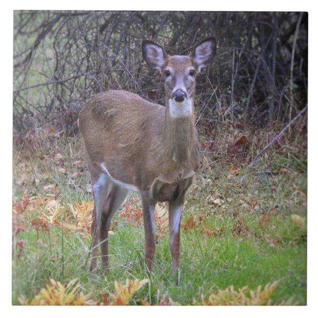 Deer in an Autumn Field IV Tile (Front)