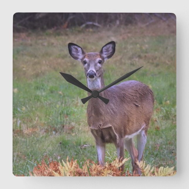 Deer In an Autumn Field Square Wall Clock (Front)