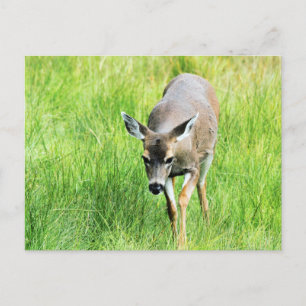 Deer in an open field postcard
