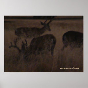 Deer in Dry Grass Poster