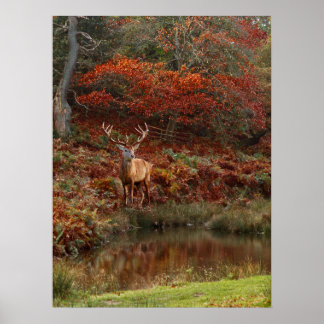 Deer in Fall Colours Poster