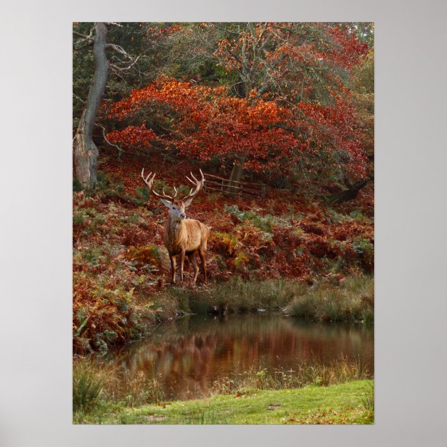 Deer in Fall Colours Poster (Front)