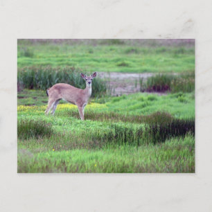 Deer in Field Postcard