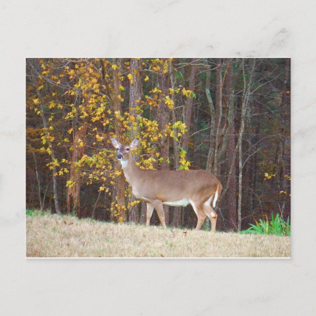 Deer in Front of Yellow Autumn Tree Postcard (Front)