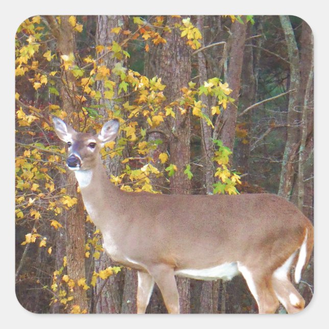 Deer in Front of Yellow Autumn Tree Square Sticker (Front)