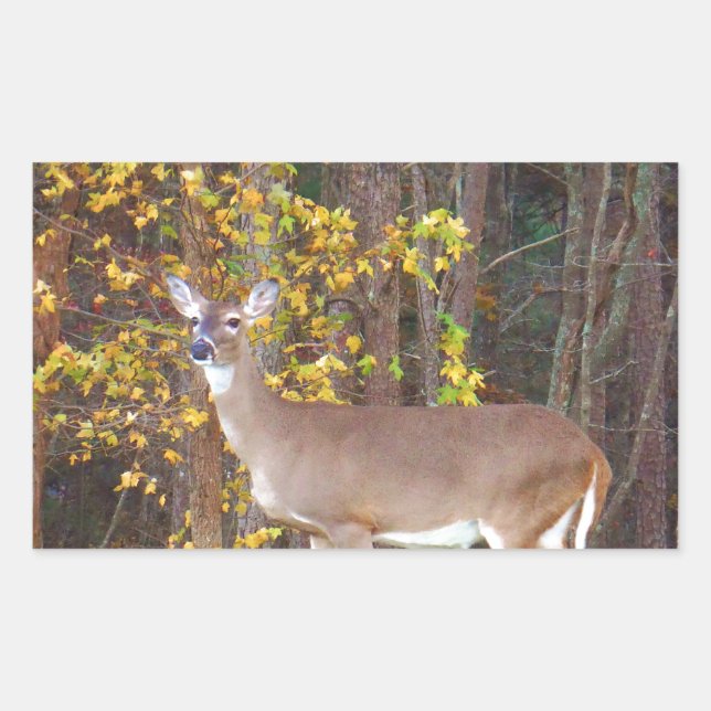 Deer in Front of Yellow Autumn Tree Sticker (Front)