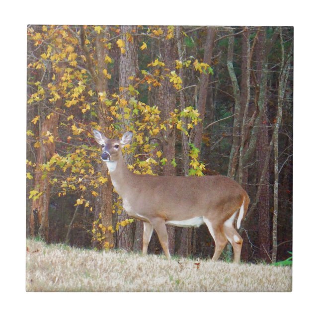 Deer in Front of Yellow Autumn Tree Tile (Front)