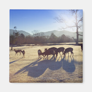 Deer in park in Nara, Nara Prefecture, Japan Magnet