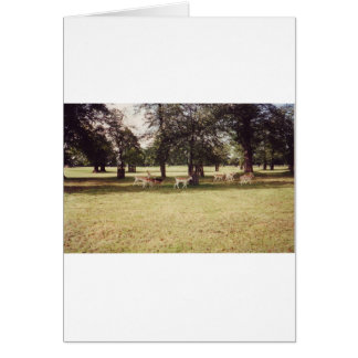 Deer in Richmond Park