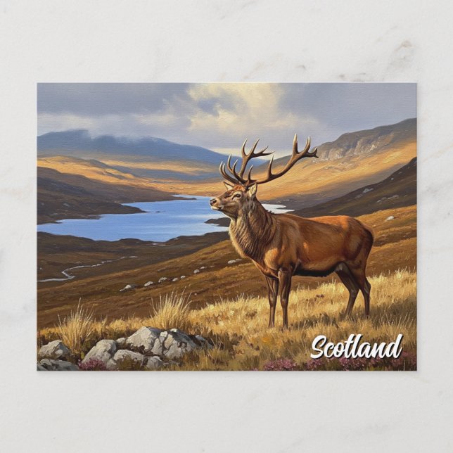 Deer in Scotland Travel Postcard (Front)