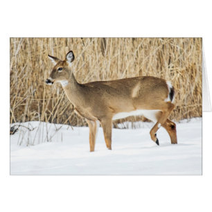 Deer in snow