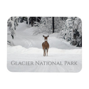 Deer in Snow, Glacier National Park Magnet