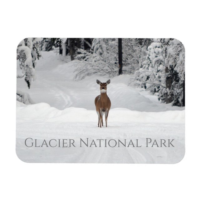 Deer in Snow, Glacier National Park Magnet (Horizontal)