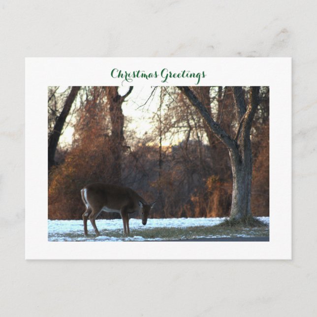 Deer in Snow Photo Postcard (Front)