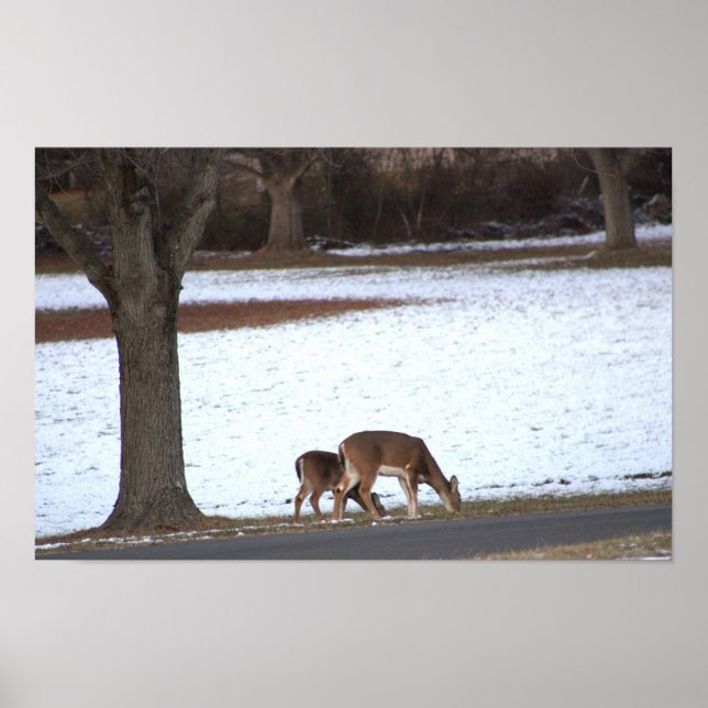 Deer in Snow Photo Poster (Front)