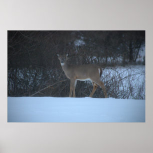 Deer in Snow Poster