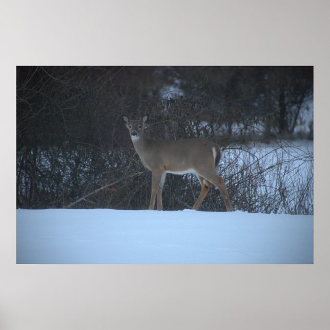 Deer in Snow Poster (Front)