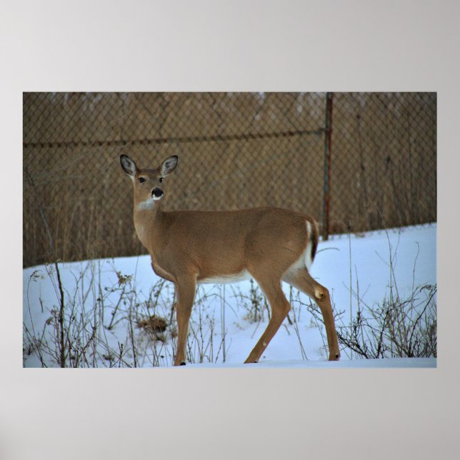 Deer in Snow Poster (Front)