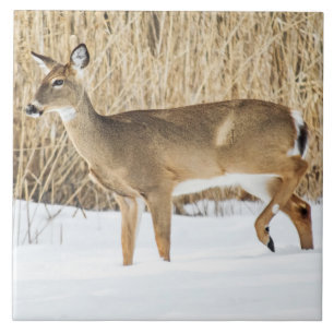 Deer in snow tile