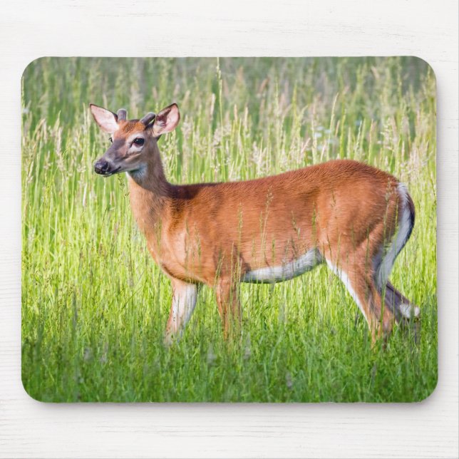 Deer In Tall Grass Mouse Pad (Front)