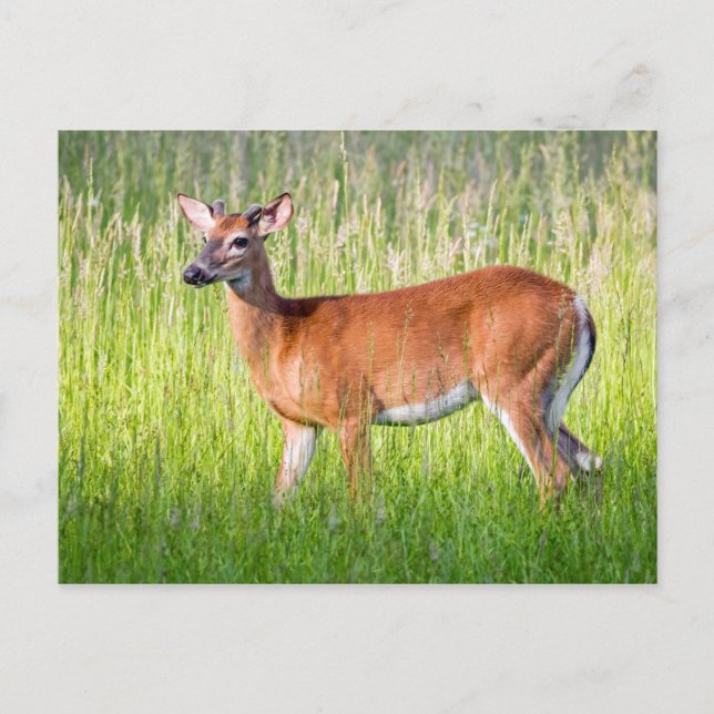 Deer In Tall Grass Postcard (Front)