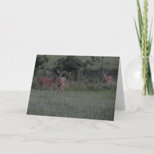 Deer In The Field Card