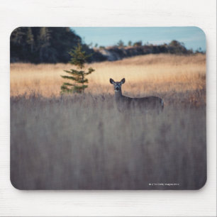 Deer in the Field Mouse Pad