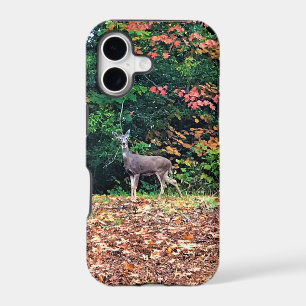 Deer in the Forest, Oregon