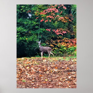 Deer in the Forest, Oregon Poster
