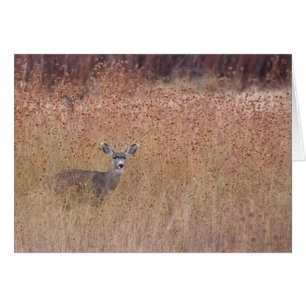 Deer in the Meadow