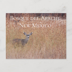 Deer in the Meadow, Bosque del Apache  Postcard