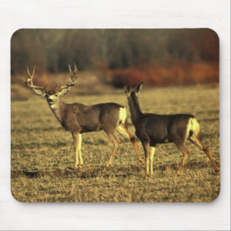 Deer In The Morning Meadow Mouse Pad