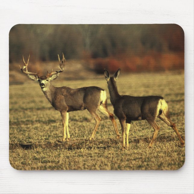 Deer In The Morning Meadow Mouse Pad (Front)