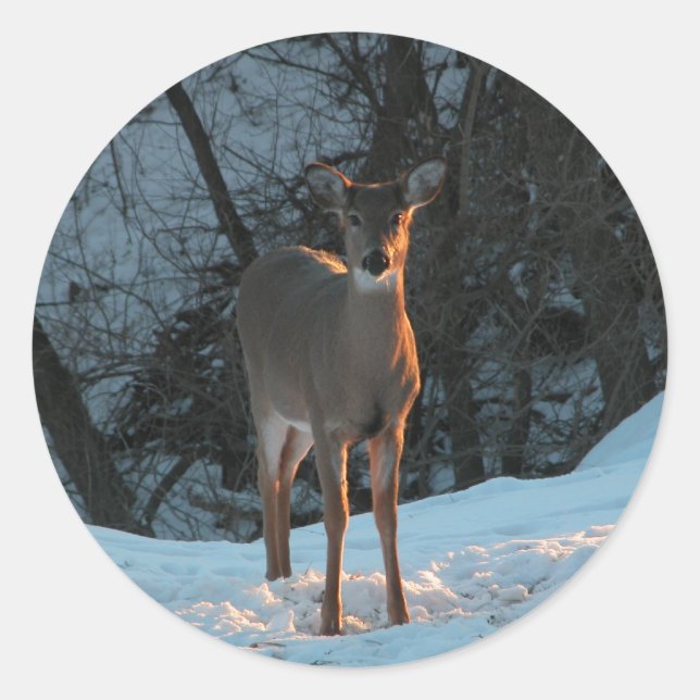 Deer in the snow classic round sticker (Front)
