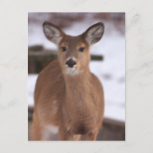 Deer in the Snow Postcard