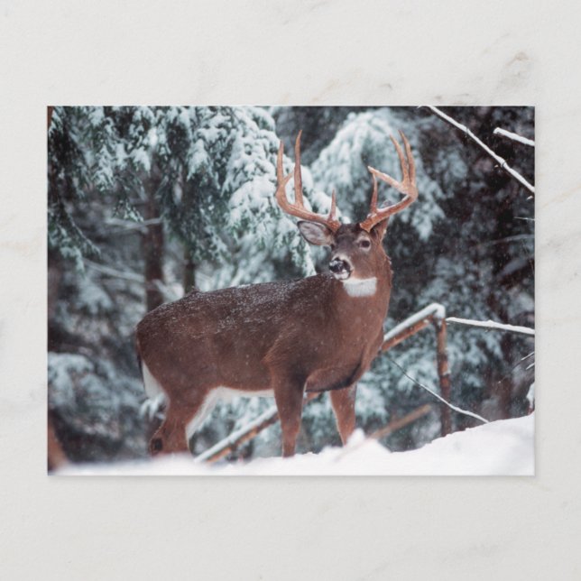 Deer in the Snow Postcard (Front)
