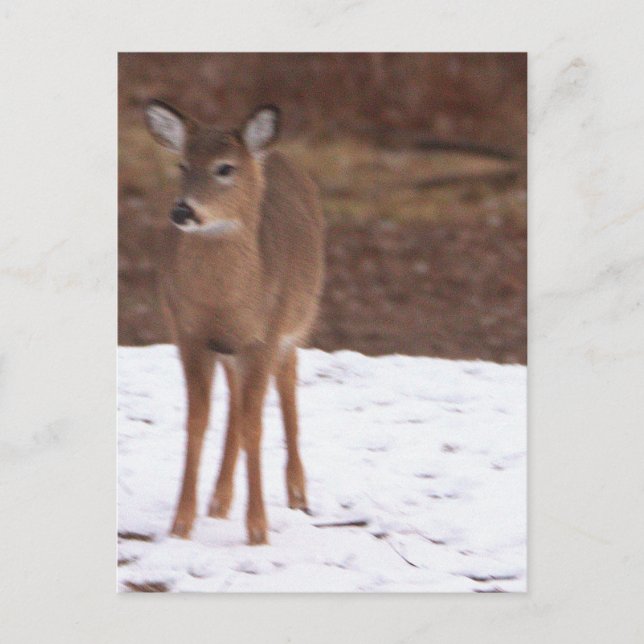 Deer in the Snow Postcard (Front)