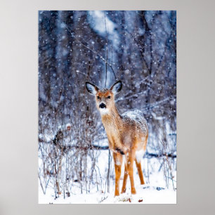 Deer in the Snow, winter landscape Poster