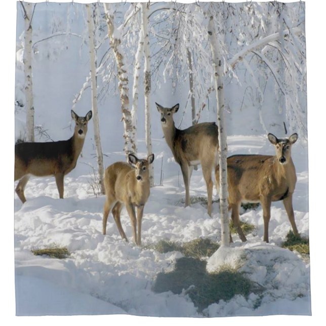 Deer in Winter (Front)