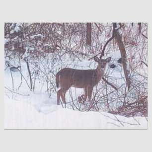 Deer in Winter Snow Photo Tissue Paper