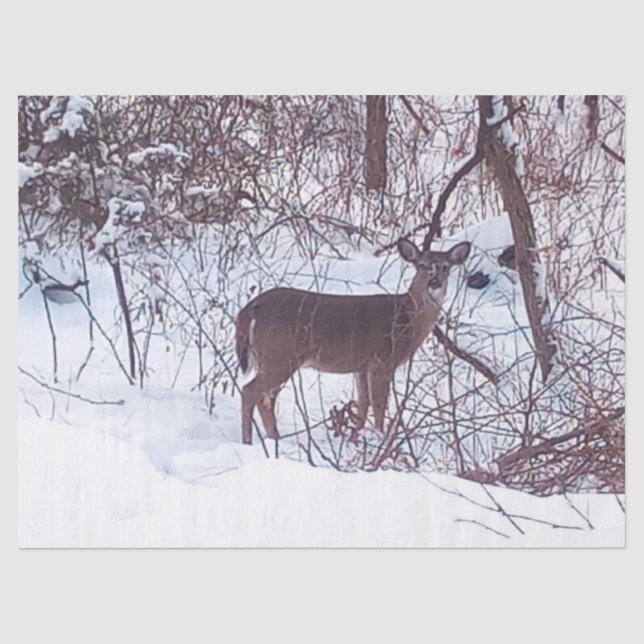 Deer in Winter Snow Photo Tissue Paper (Front)